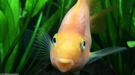 freshwater fish for sale|Freshwater Tropical Fish Species for Aquariums .